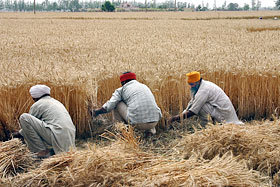 Farm - Kirpal Sagar